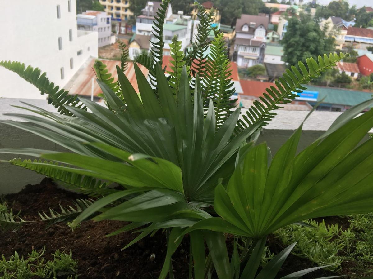 Ivy Hotel Dalat ภายนอก รูปภาพ
